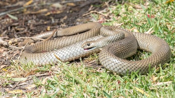 Huge venomous snake 'hiding' near playground captured after brief struggle, video shows