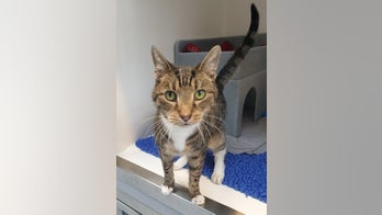 ‘Snuffly’ cat struggling to find forever home because of condition that makes him sneeze excessively