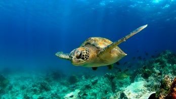 Dead sea turtle found with spear through head in Florida national park