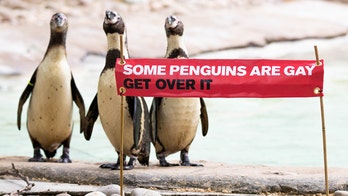 London Zoo plans Pride celebration with resident gay penguins
