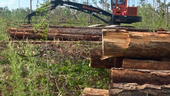 Florida’s timber industry literally rotting away after Hurricane Michael wipes out 3M acres of trees