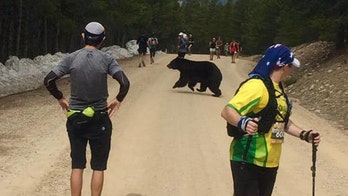 Bear halts Colorado marathon by crossing the road