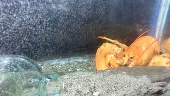 Stop & Shop supermarkets almost sold 4 rare lobsters that somehow ended up in tank