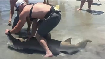 New Jersey fisherman wrangles large shark in the middle of the beach