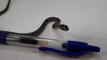 Snake stows away on flight to Hawaii in unsuspecting passenger’s bag