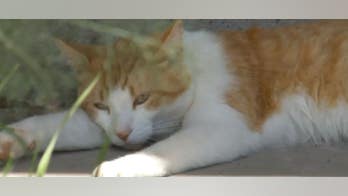 Drug-runner’s cat caught trying to sneak narcotics into Panama prison