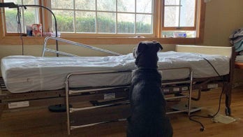 Dog pictured waiting for dead owner near empty hospital bed gets adopted