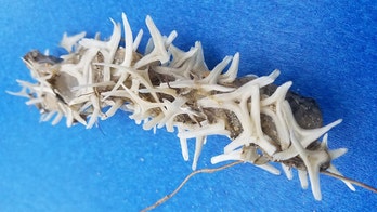 ‘Weird’ worm-like object found on North Carolina shore has experts puzzled