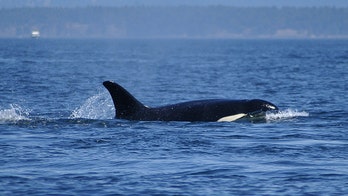 Curious orca surprises fishermen, swims alongside boat in amazing video: 'Awesome day on the water'