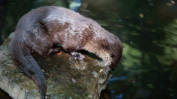 Otter at Tennessee preserve dies after visitor throws food into enclosure: ‘What an awful, needless event’