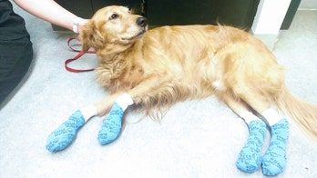 Washington vet warns dog owners after pup burns off paw pads on hot summer walk