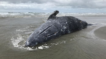 Deaths of 75 gray whales stump biologists