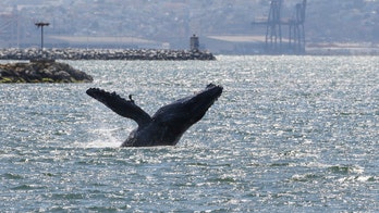 Humpback whale swimming in San Francisco Bay has experts worried