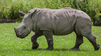 Florida zoo fined $14G after 4,000-pound rhino injures worker