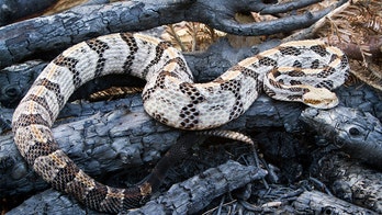 New York town learned to live with rattlesnakes