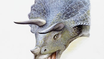 Mysterious dinosaur remains discovered in Colorado are from an adult triceratops, experts confirm