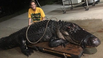 Florida trapper removes huge alligator found wandering on highway: 'That was a pretty big one'