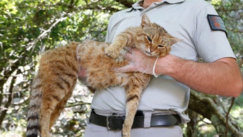 Mysterious 'cat-fox' discovered, may be a new species