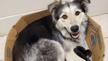 Paul Batura: On National Dog Day -- Here are 21 things we know are true about dogs