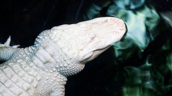Albino alligators at Florida animal park produce rare batch of 19 eggs