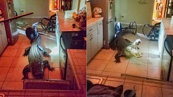 Florida alligator breaks into home: 'He got my red wine - the good stuff'