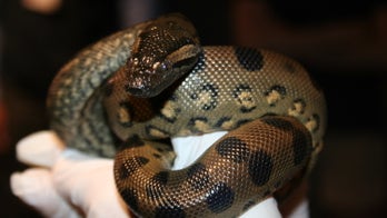 Anaconda mom gives birth to baby clones, no male required