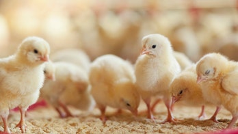German court rules breeders can keep slaughtering male chicks