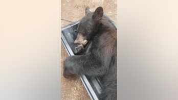 Black bear finds its way inside Montana home: 'He was tired and climbed up into the closet for a nap'