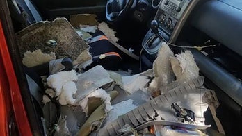Bear in California rips apart interior of unlocked car, defecates and spits inside