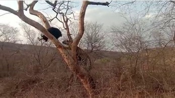 Incredible video shows bear's death-defying escape from a hungry tiger