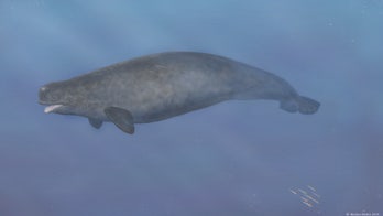 First-ever beluga-narwhal hybrid found in the Arctic