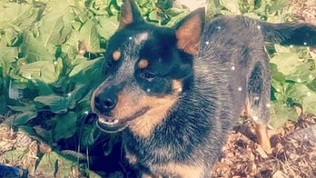 North Carolina county euthanizes family’s dog by mistake, offers $300 and replacement animal from shelter