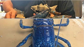 Rare blue lobster heading to aquarium, spared by Massachusetts seafood restaurant
