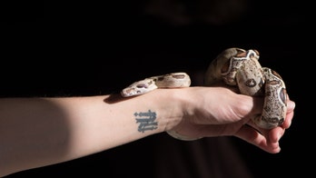Snake massages are a thing, but enjoy at your own risk