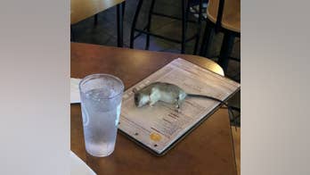 Buffalo Wild Wings customers shocked as rat falls from restaurant ceiling