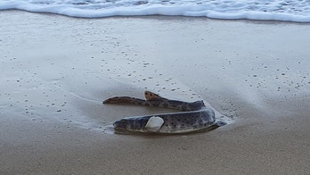 Bizarre creature washed up on Australian beach, stuns locals