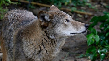 Arizona considers banning 'predator killing contests' for cash prizes
