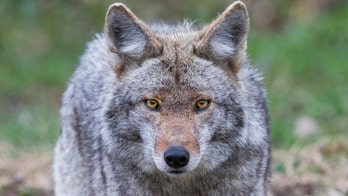 Coyote attacked mother, child in stroller at New Jersey park: police