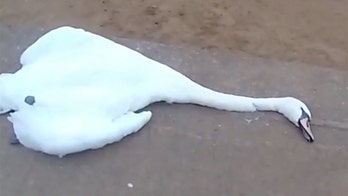 British authorities search for swan strangler after violent attack