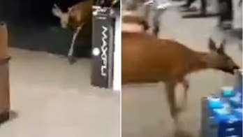 WATCH: Deer runs wild through New York sporting goods store