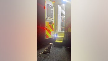 Puppy praised for helping police rescue owner, 62, after fall into ditch