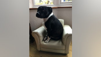 This remarkable dog can bark hello: 'I just kept telling him to say it,' says owner