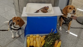 Giant African Snails, once eradicated from US, confiscated from suitcase at Georgia airport