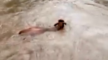 Cows in Minnesota swept away during flash flood, dramatic video shows