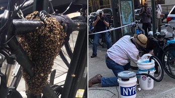 New York City police remove colony of bees swarming bike in Manhattan