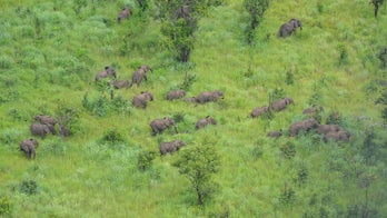Mozambican wildlife reserve wipes out elephant poaching thanks to US support group