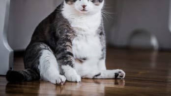 Overweight cat gets sent to fat camp