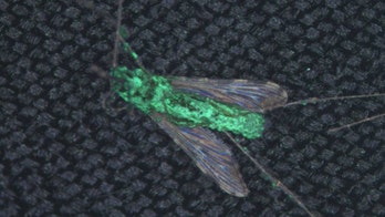 Genetically-altered fungus murders mosquitoes with spider venom