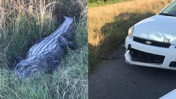 Alligator takes bite out of Louisiana deputy's patrol car