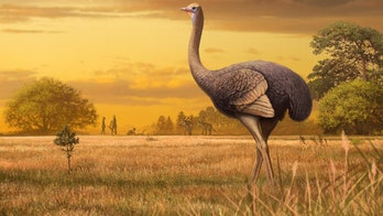 Fossil of 'super bird,' three times larger than ostrich, discovered